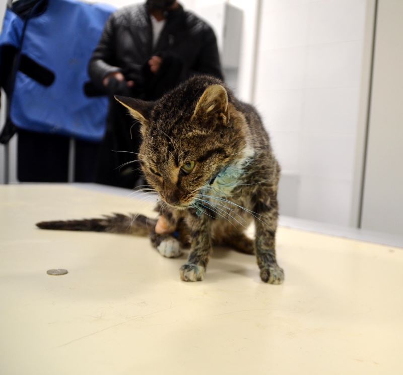 Buza yapışmış halde bulunan kedi tedaviye alındı YENİ ASYA