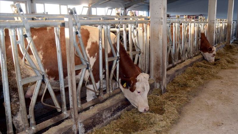Et ve Süt Kurumu et alım fiyatlarında artışa gitti YENİ ASYA